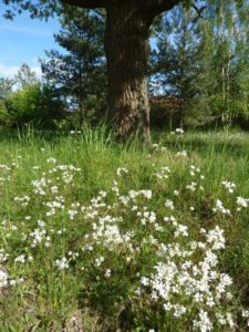 Knöllchensteinbrech (Saxifraga granulata) eine jetzt blühende Trockenrasen-Besonderheit an den Wegesrändern in Pinnow (hier Pflaumenallee)