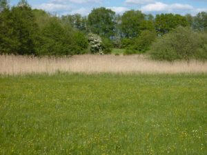 Eine der wertvollsten Feuchtwiesen der Gemeinde im direkten Umfeld von Godern. Eine Kleinseggen reiche Wiese im Kuckuckslichtnelke, Wiesenschaumkraut, Sumpfblutauge, Fieberklee und vielen weiteren typischen Arten.